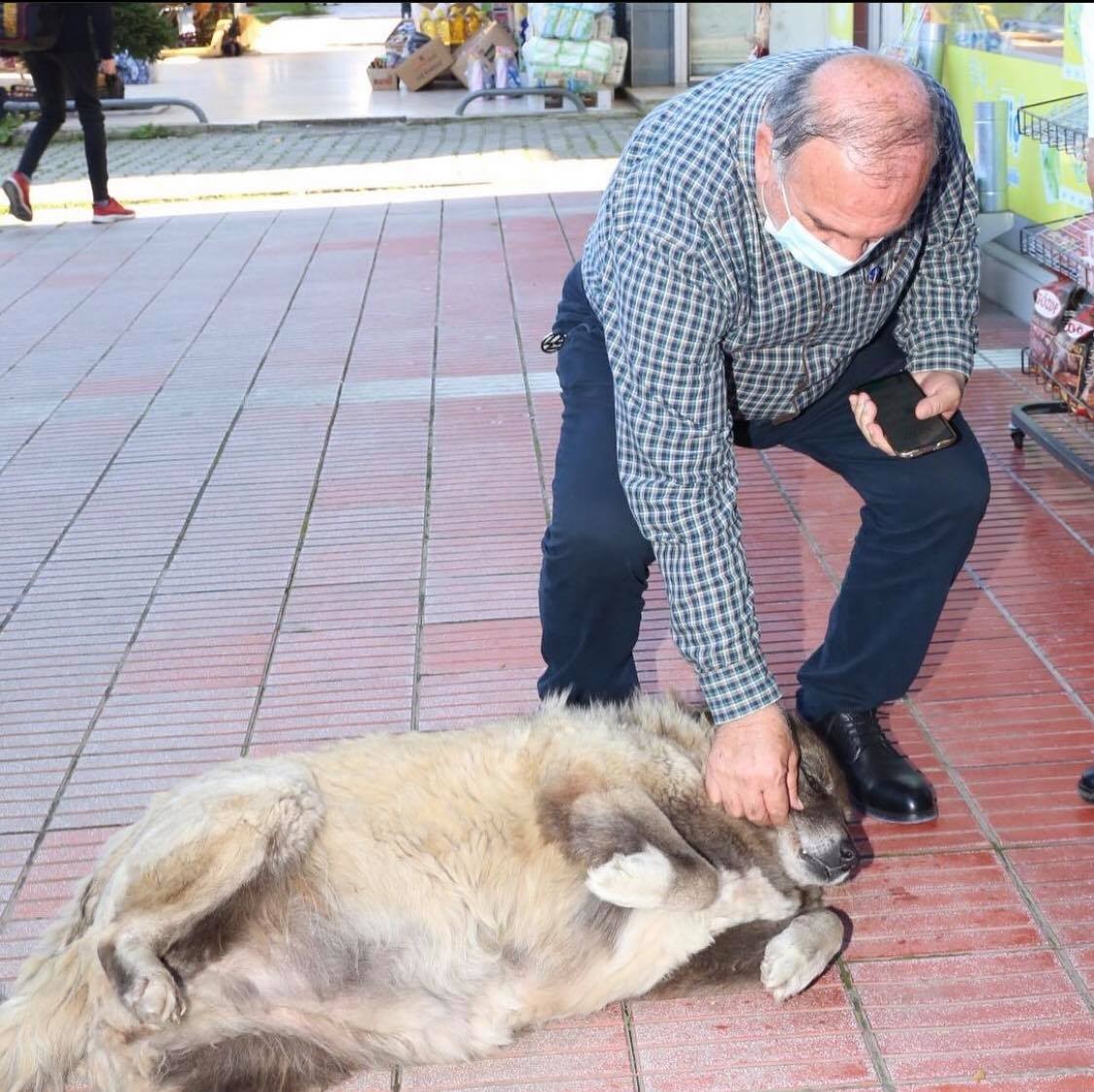 Boynuna ip takılarak sokak köpeklerini toplayan belediye personeline ceza kesildi