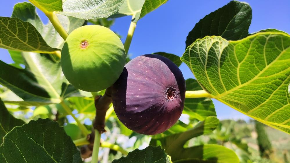 Bursa’nın siyah inciri Çin pazarına girmeye hazırlanıyor