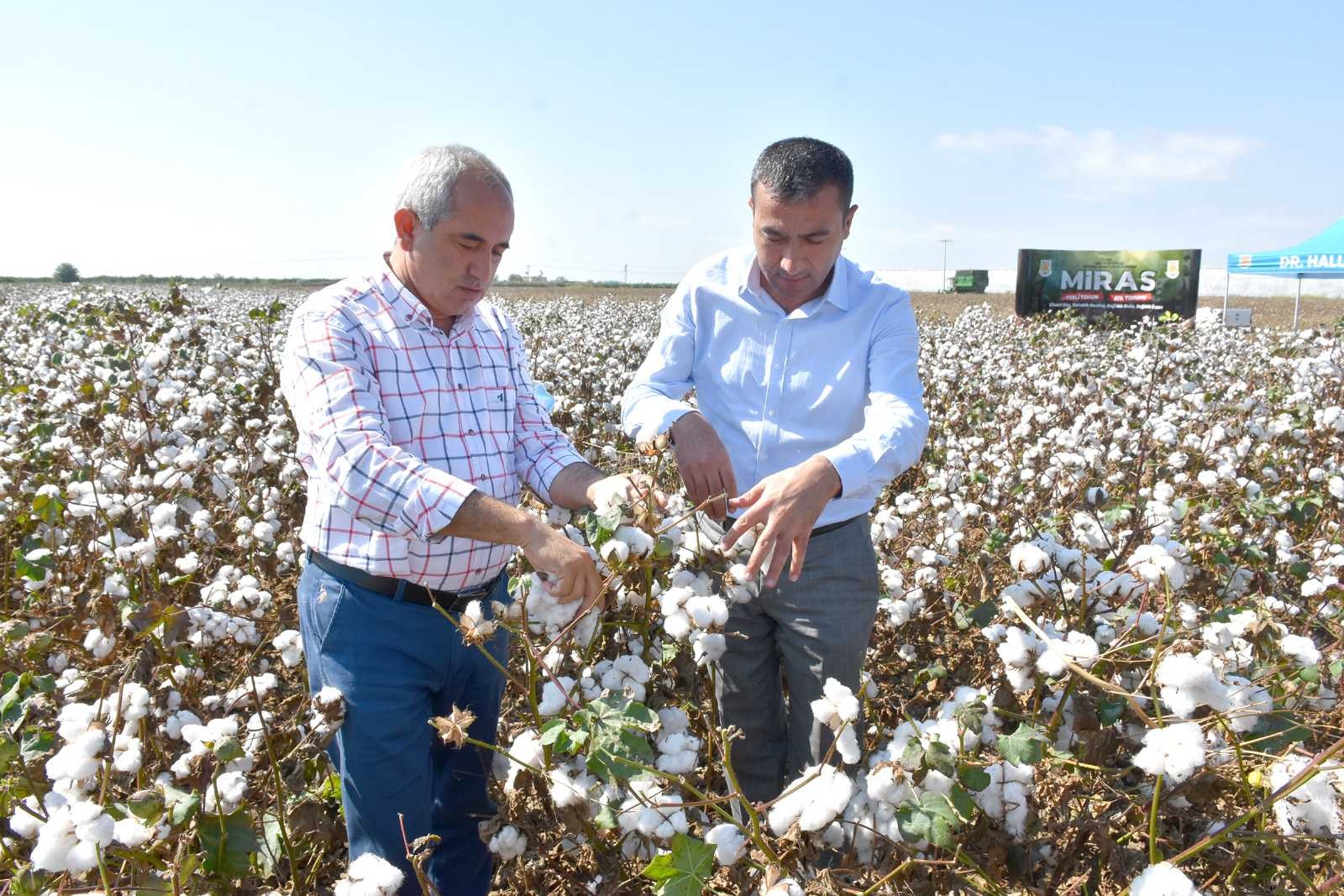 Tarsus Belediyesi destek verdi, yerli pamuk hasadı yapıldı