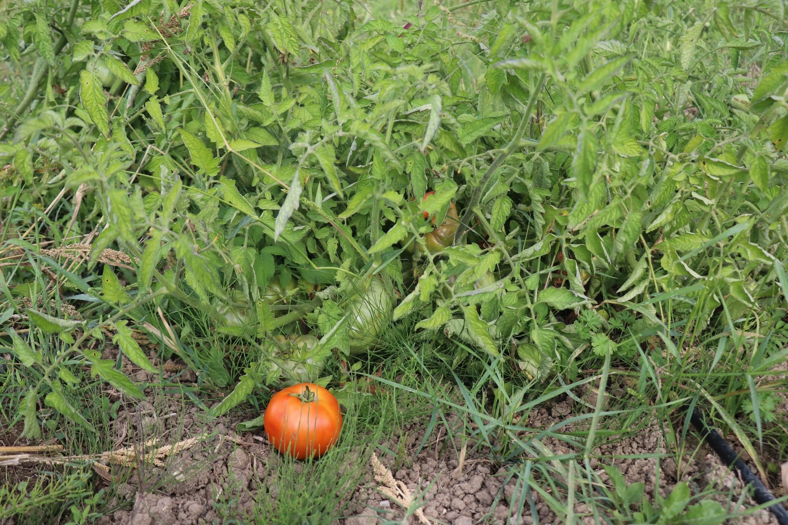 Yapılan deneyde hastalık bulaşan hibrit domatesler çürüdü, yerli tohumlar dayanıklı çıktı