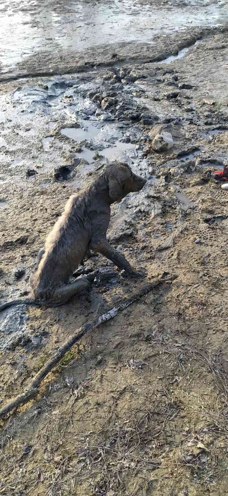 Balçığa saplanan yavru köpeği belediye kurtardı