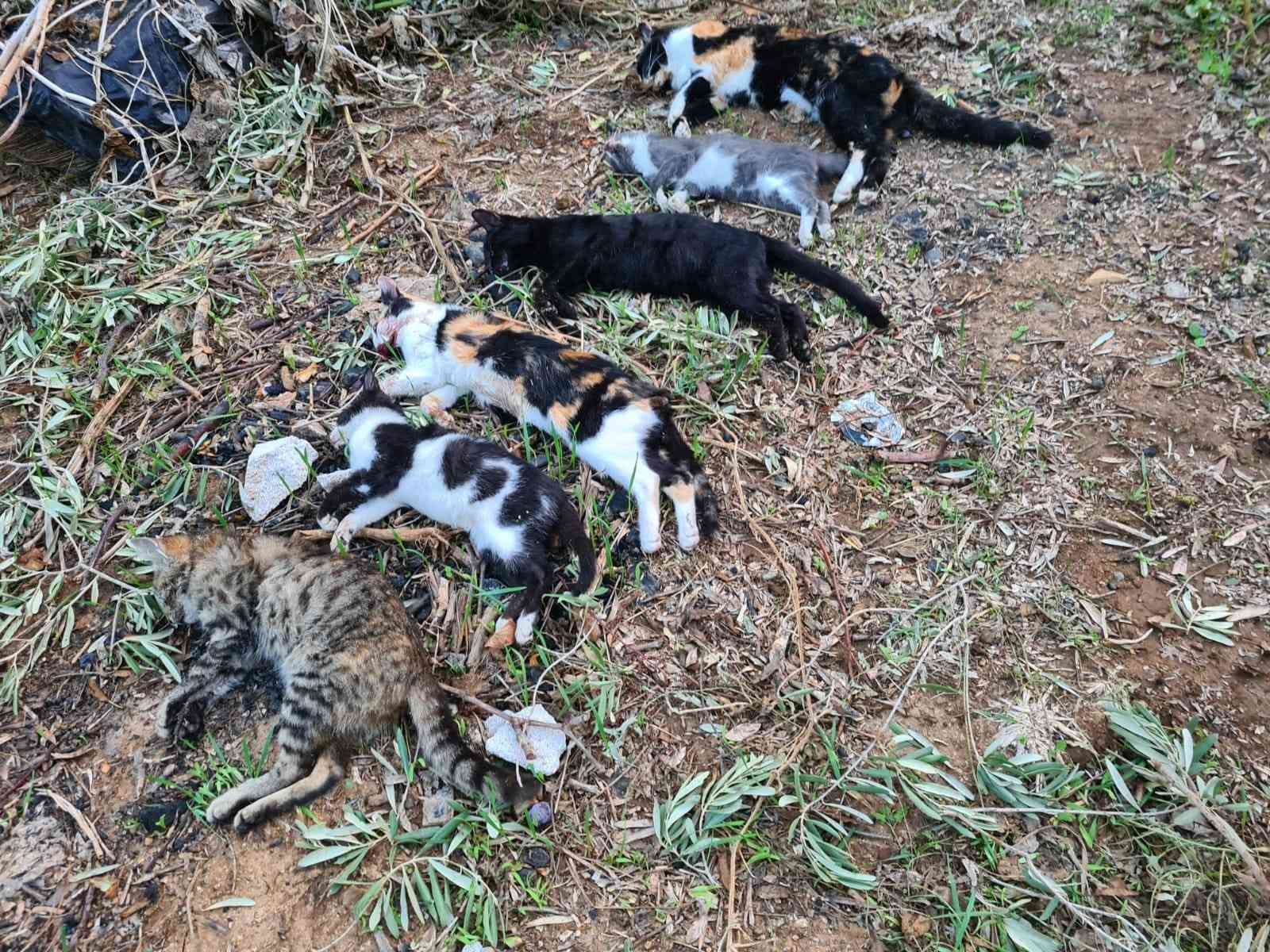 Bodrum’da 2 mahallede 20’den fazla kedi zehirlenerek öldürüldü