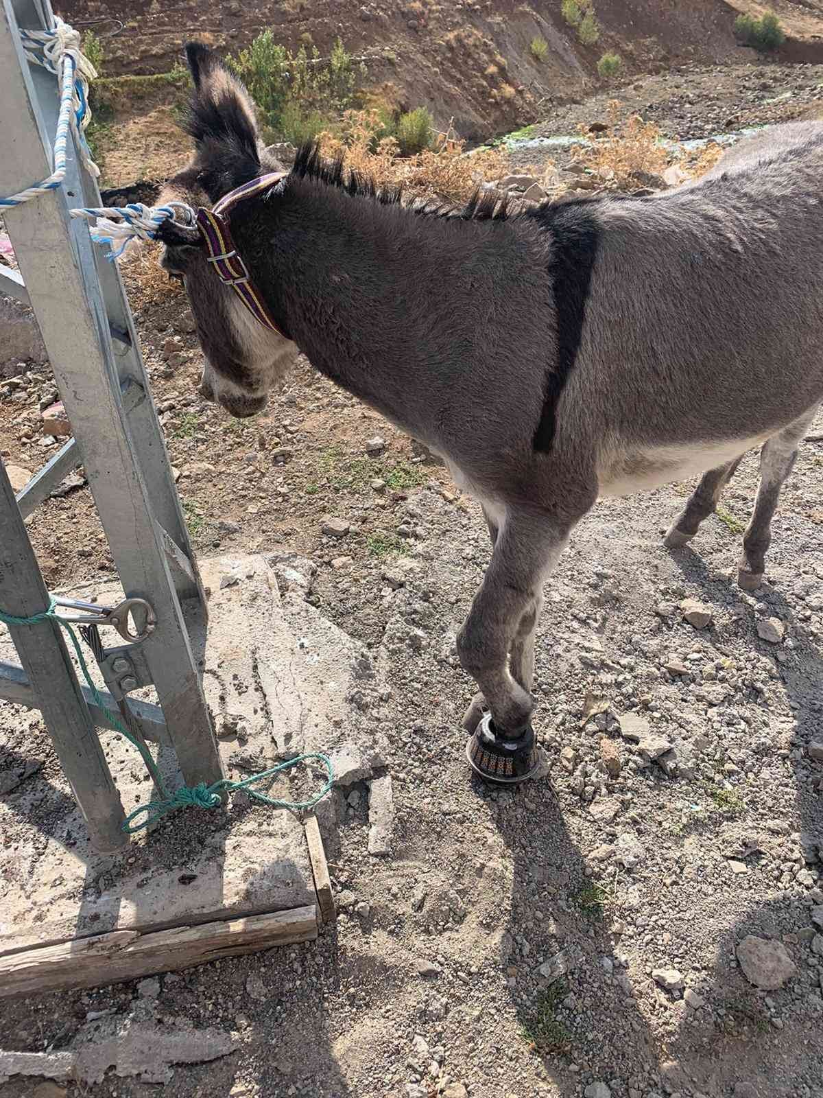 Çaydanlığa ayağı sıkışan eşeği itfaiye ekipleri kurtardı