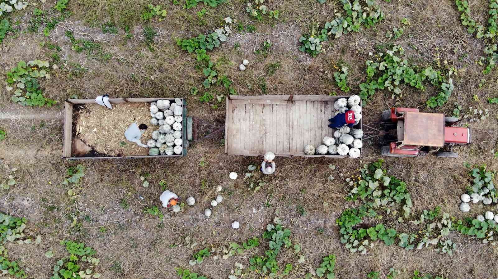 Meşhur Sakarya kabağının hasadı başladı