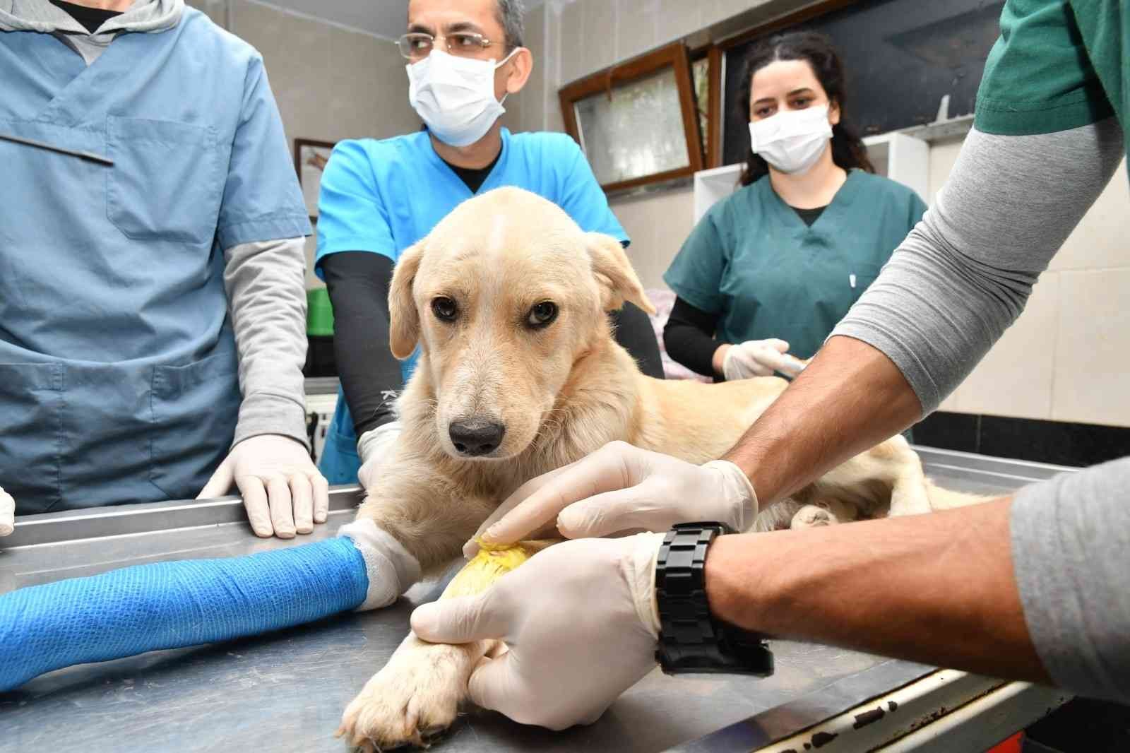 Samsun’da 2 bin 83 hayvanın tedavisi yapıldı