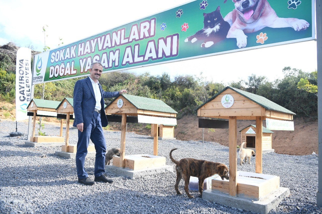 Sokak hayvanlarına doğal yaşam alanı