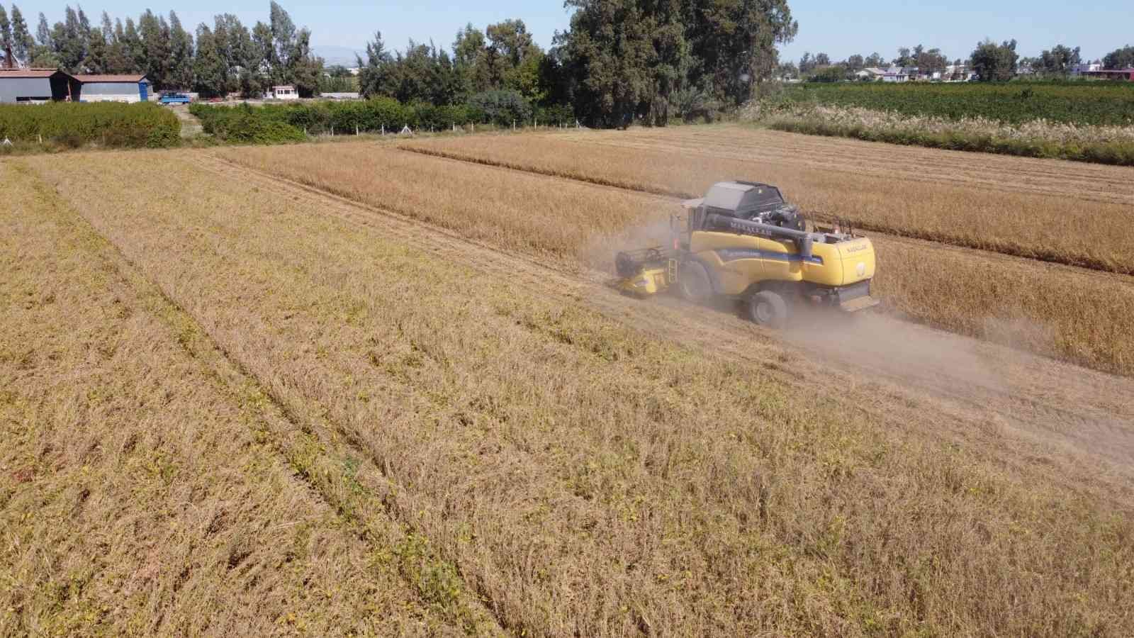 Tarsus’ta yerli soya hasadı yapıldı