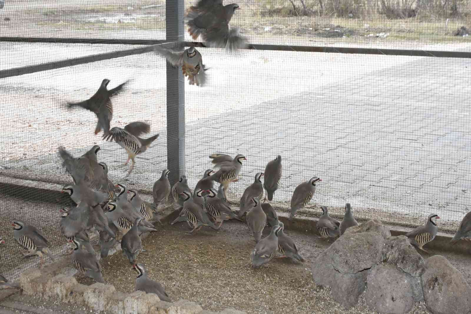 Bu keklikler doğal dengeye katkı sağlıyor