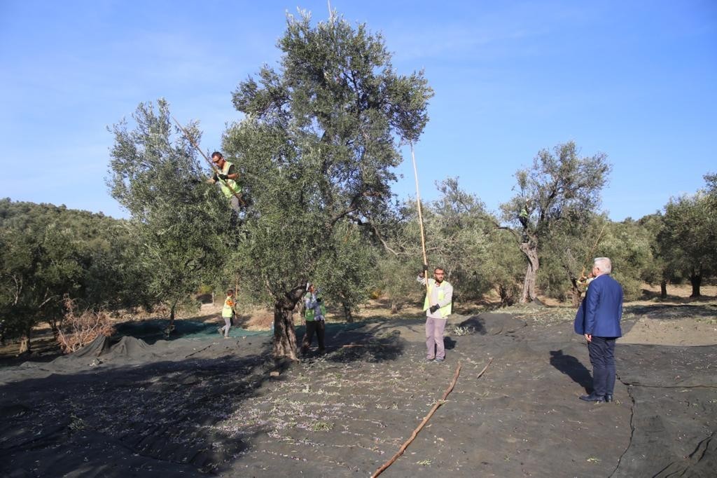 Burhaniye Belediyesi erken hasat zeytinyağı satışına başladı