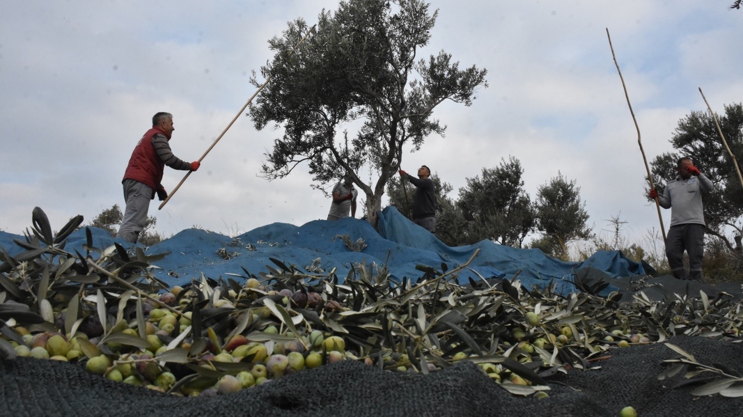 Edremit Belediyesi zeytin hasadına başladı