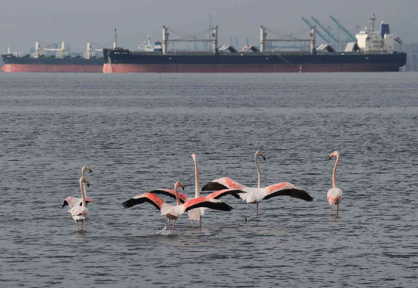 ’İzmit çocuğu’ flamingolar göç etmiyor