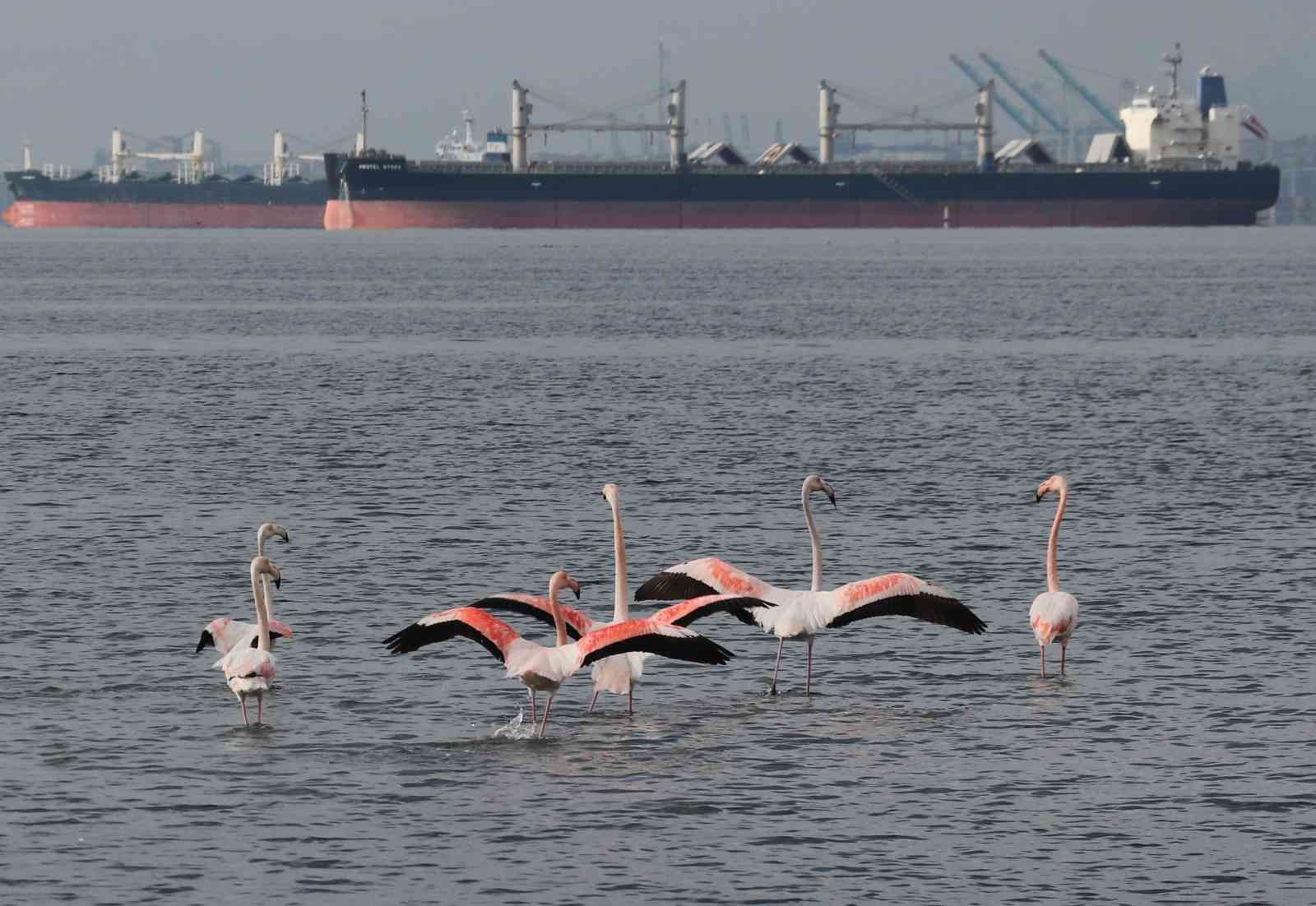 ’İzmit çocuğu’ flamingolar göç etmiyor