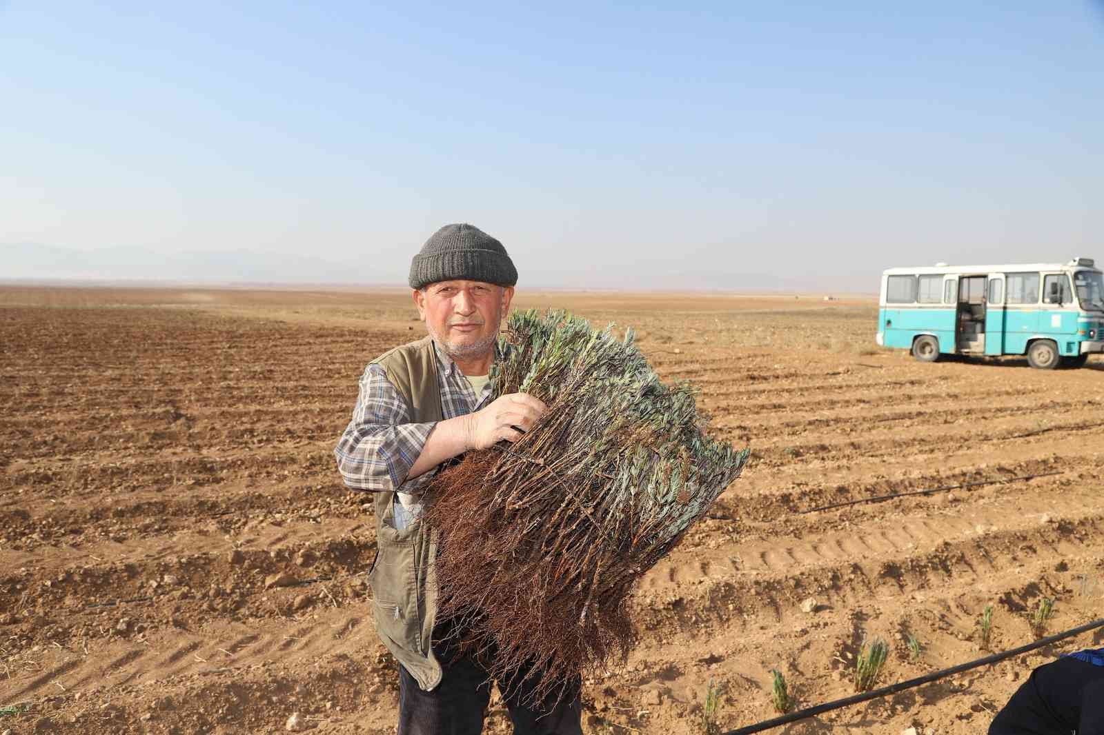 Konya Büyükşehir üreticiye lavanta desteğini sürdürüyor