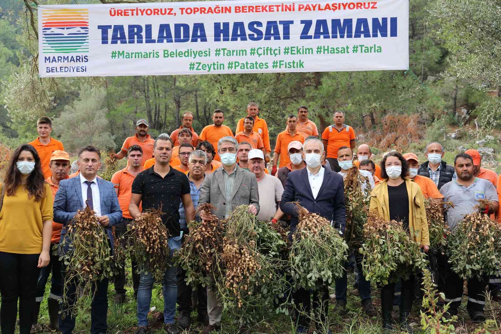 Marmaris’te yer fıstığında ikinci hasat