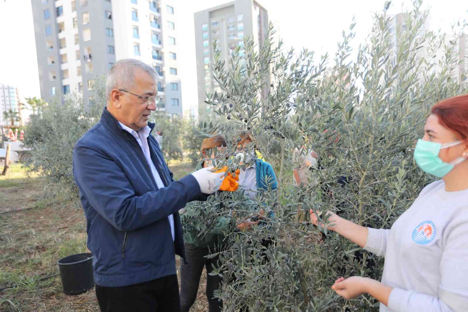 Mezitli’de zeytinler, kadınların güçlendirilmesi ve kız çocuklarının okutulması için toplandı