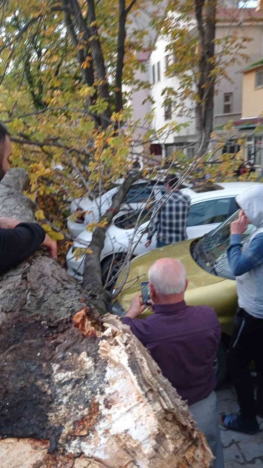 Samsun’da ağaç park halindeki araçların üzerine devrildi