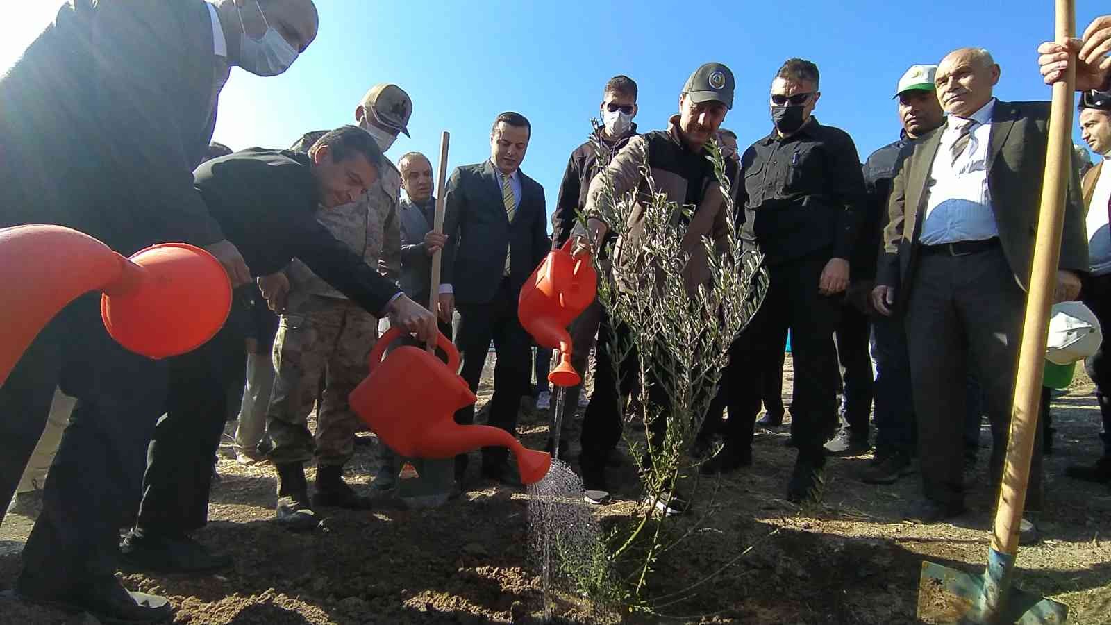 Şanlıurfa’da binlerce ağaç toprakla buluştu