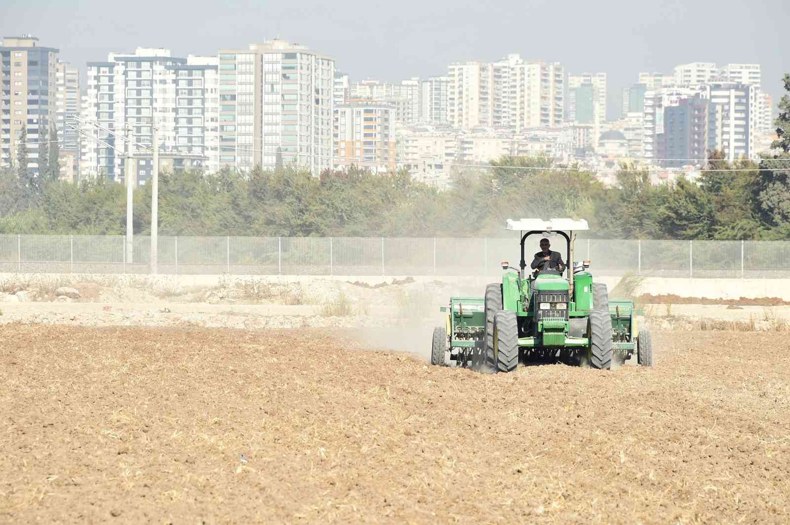 Tarsus Belediyesi, yerli buğday ekimine başladı