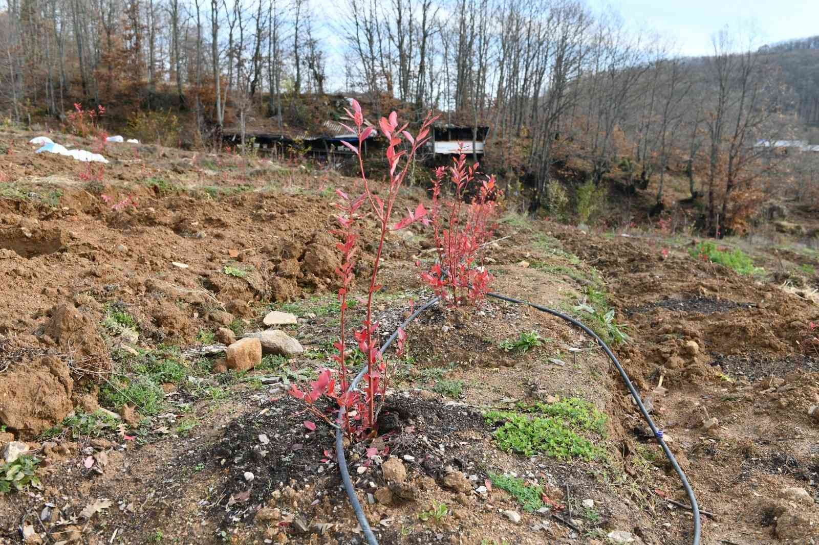 Yaban mersini Marmara Ovası’nın gözde bitkisi olacak