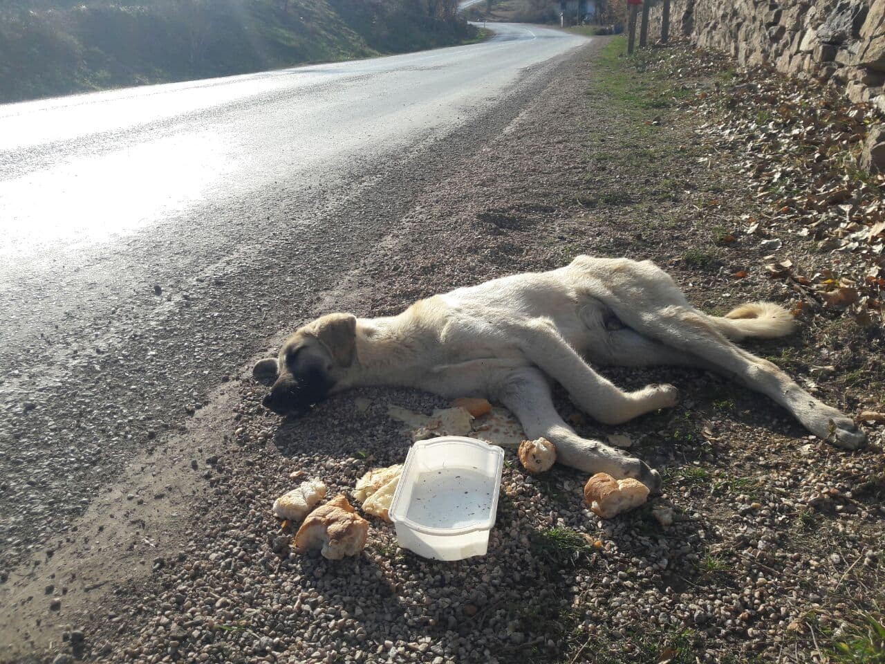 Yaralı köpeğin imdadına protokol yetişti