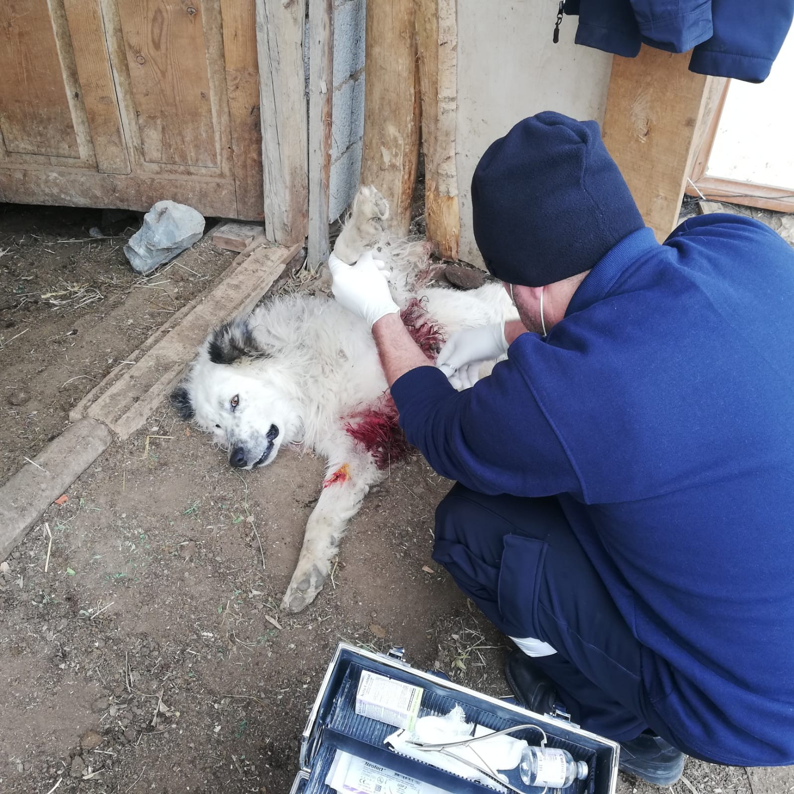 Aç kurtlar çoban köpeğini ağır yaraladı