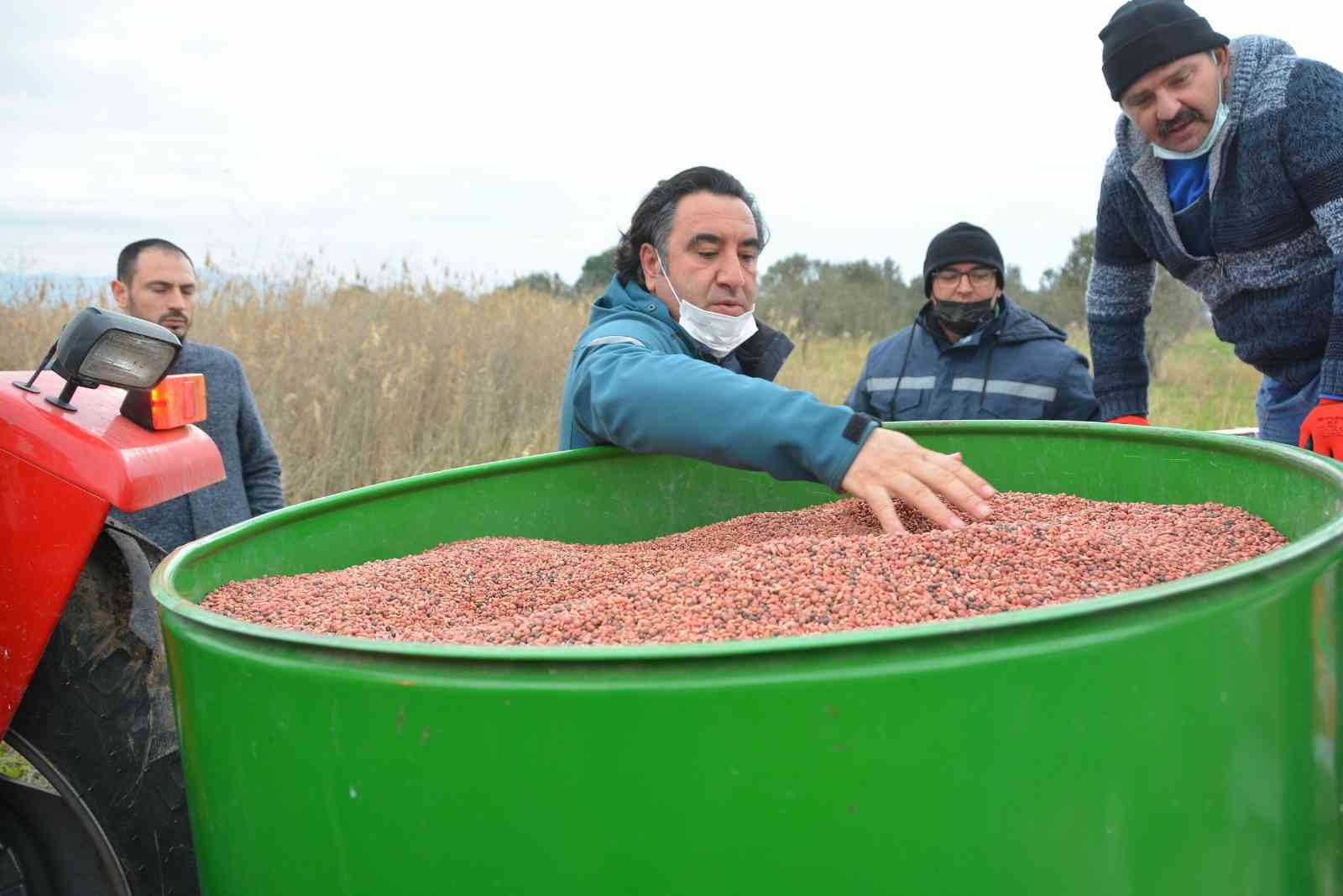 Aliağa’da Damızlık Koyun Üretim Merkezi için yem bitkisi ekildi