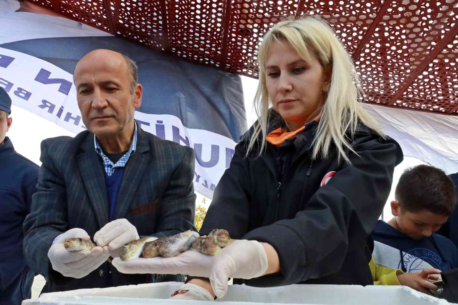 Balıkçılar, korkulu rüyası haline gelen balon balığını yakalamak için yarıştı