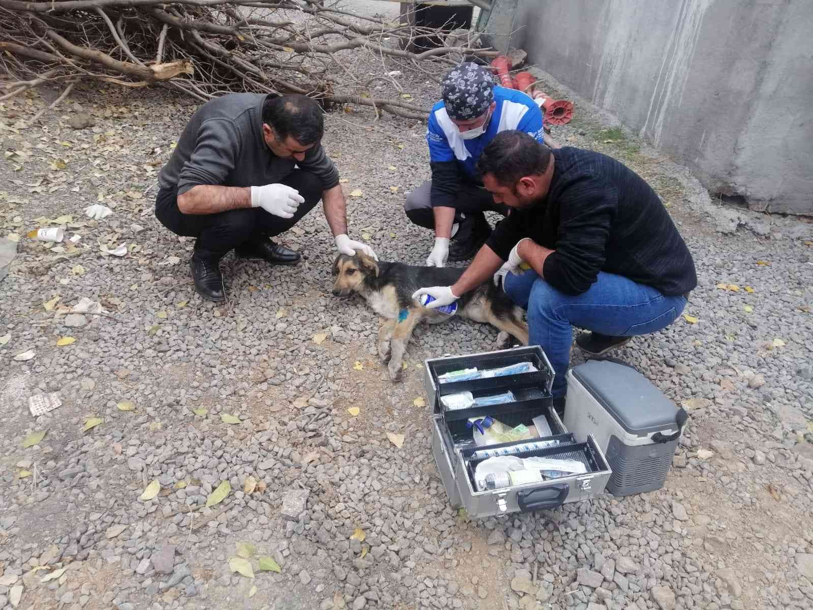Belediye ekipleri yaralı köpeği kurtardı