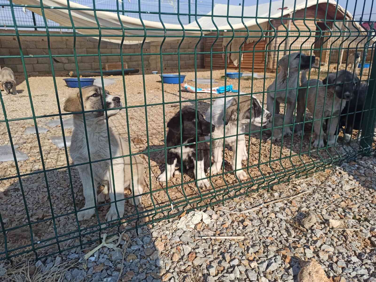 Elbistan’da sokak köpekleri barınakta misafir ediliyor