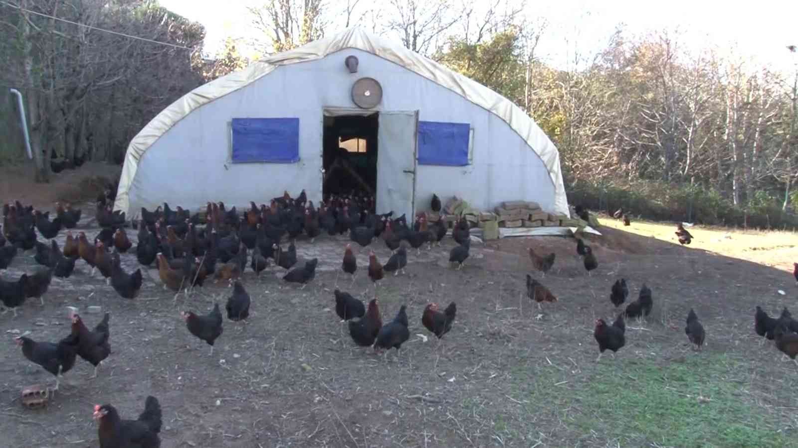 İstanbul’un göbeği Beykoz’da, gezen tavuk çiftliği