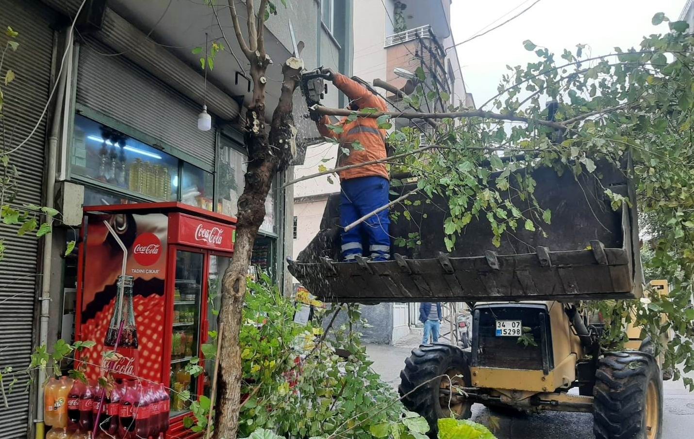 Kilis’te ağaçlar budanıyor