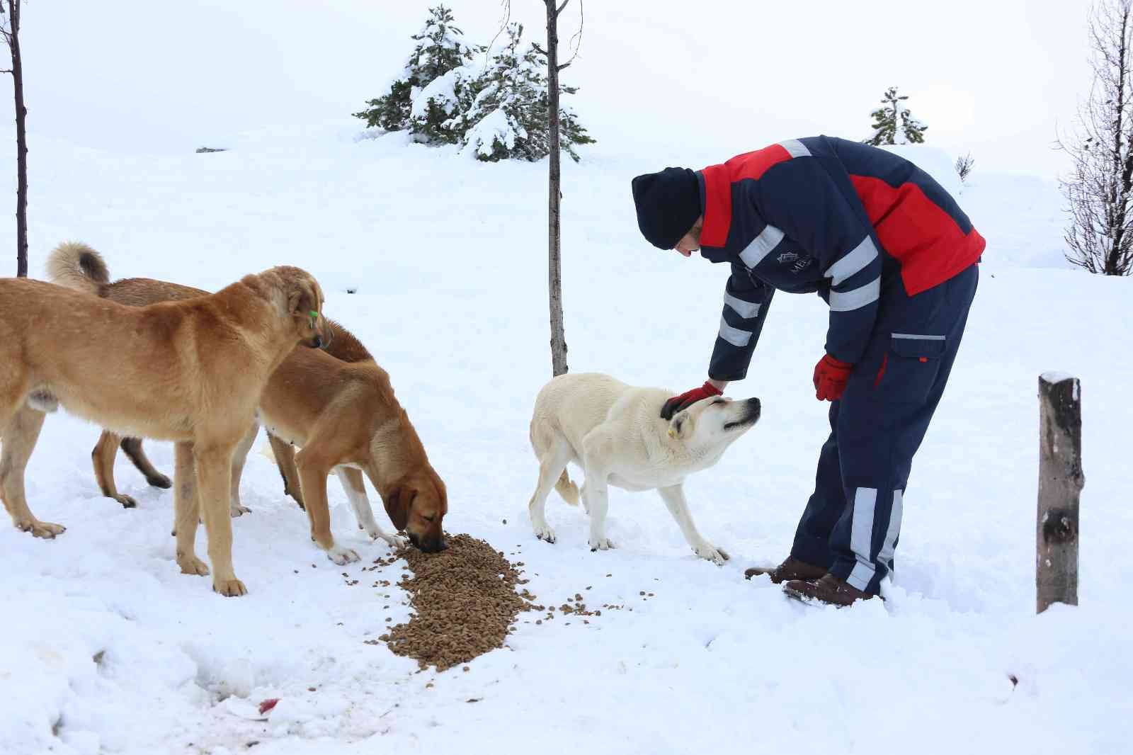 Meram’da kar yağışlarında sokak hayvanları unutulmadı