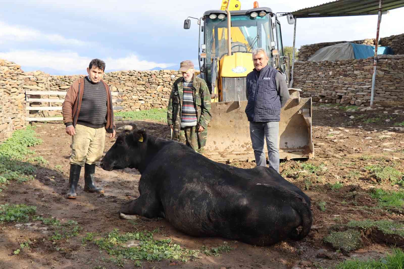 Nazilli’de inek kurtarma operasyonu 4 saat sürdü