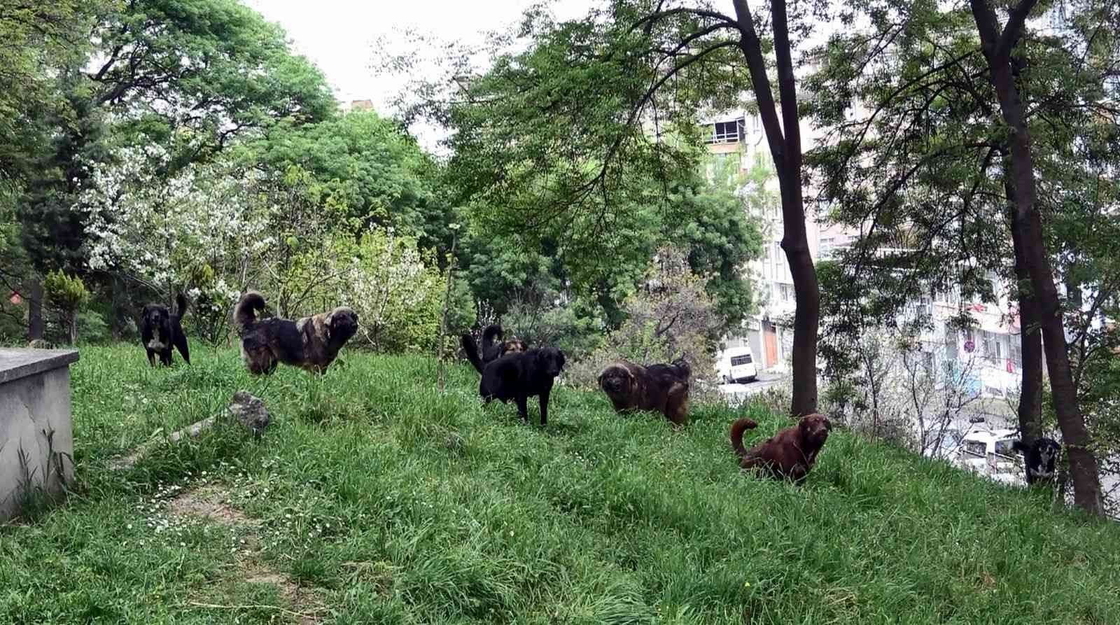 Prof. Dr. Şağdan Başkaya: “Başıboş köpeklerle ilgili yasal düzenleme şart”