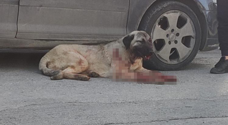 Silahla köpeği yaralayan şahıs yakalandı