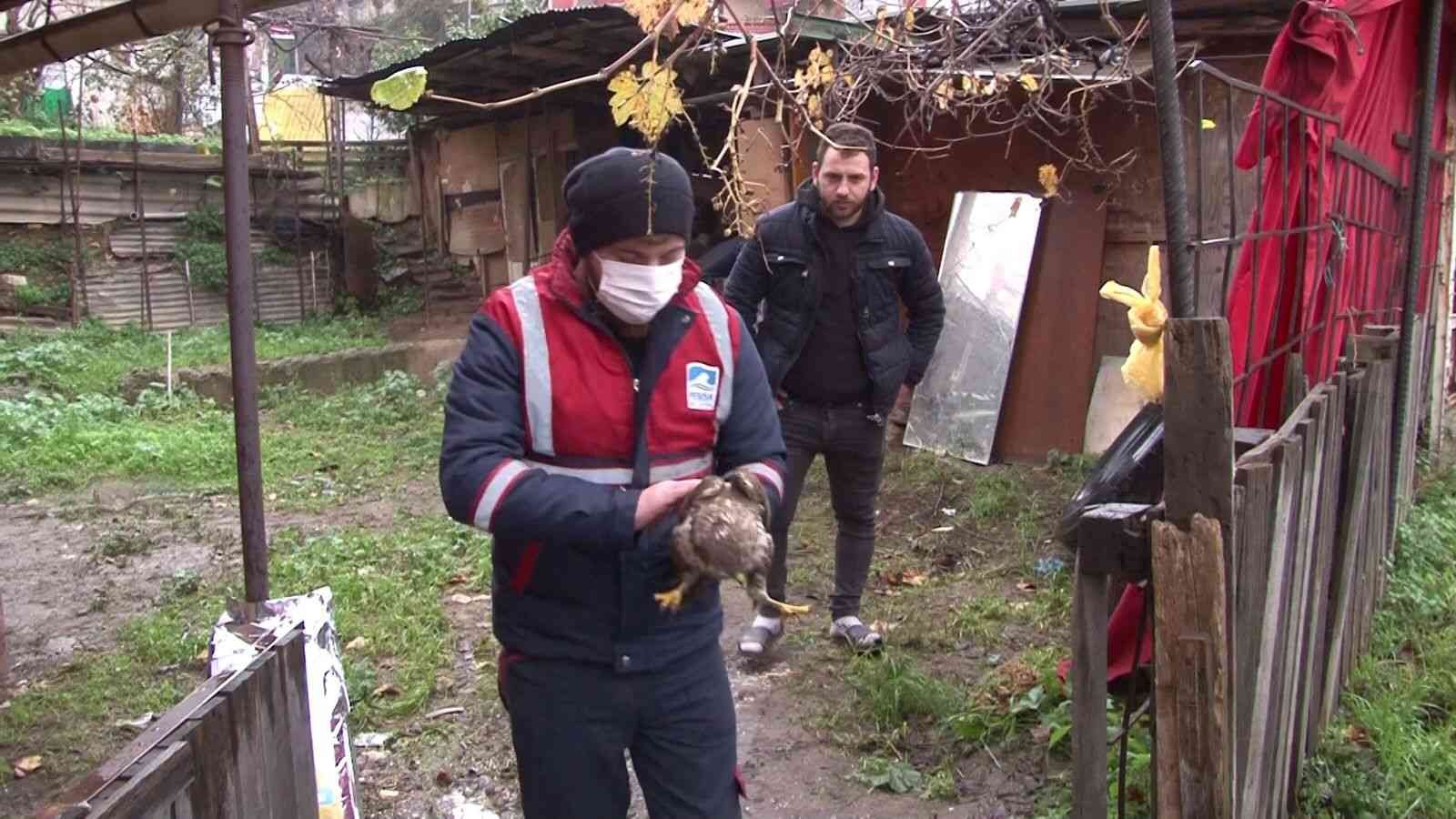 Soğuk havada bitkin düşen şahin Pendik’te yol kenarında bulundu