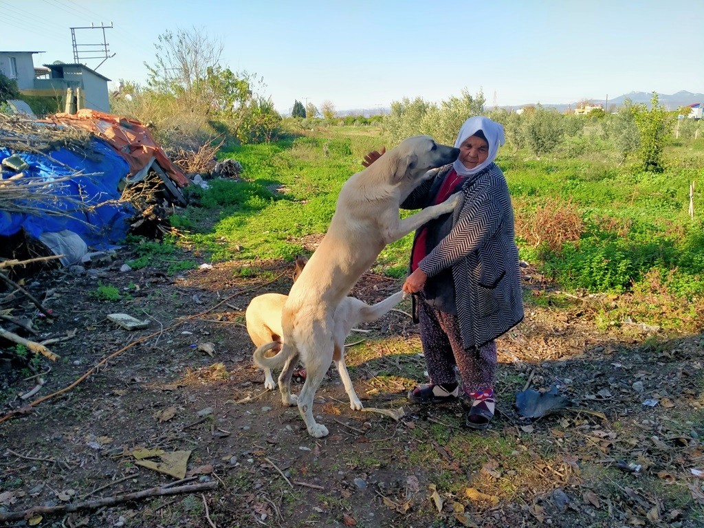 Sokak hayvanlarının Fadimeana’sı