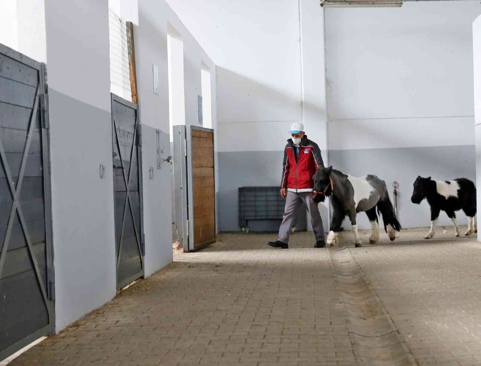 Sultangazi’de binicilik tesislerindeki atların bakımı özenle yapılıyor