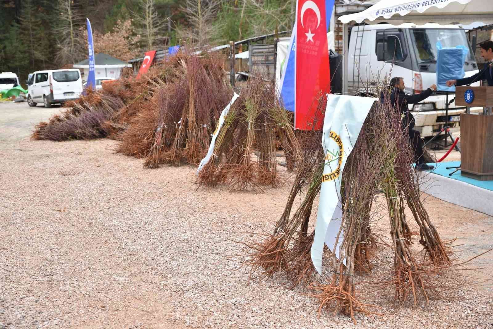 Trabzon hurması Uludağ çileğine rakip olacak