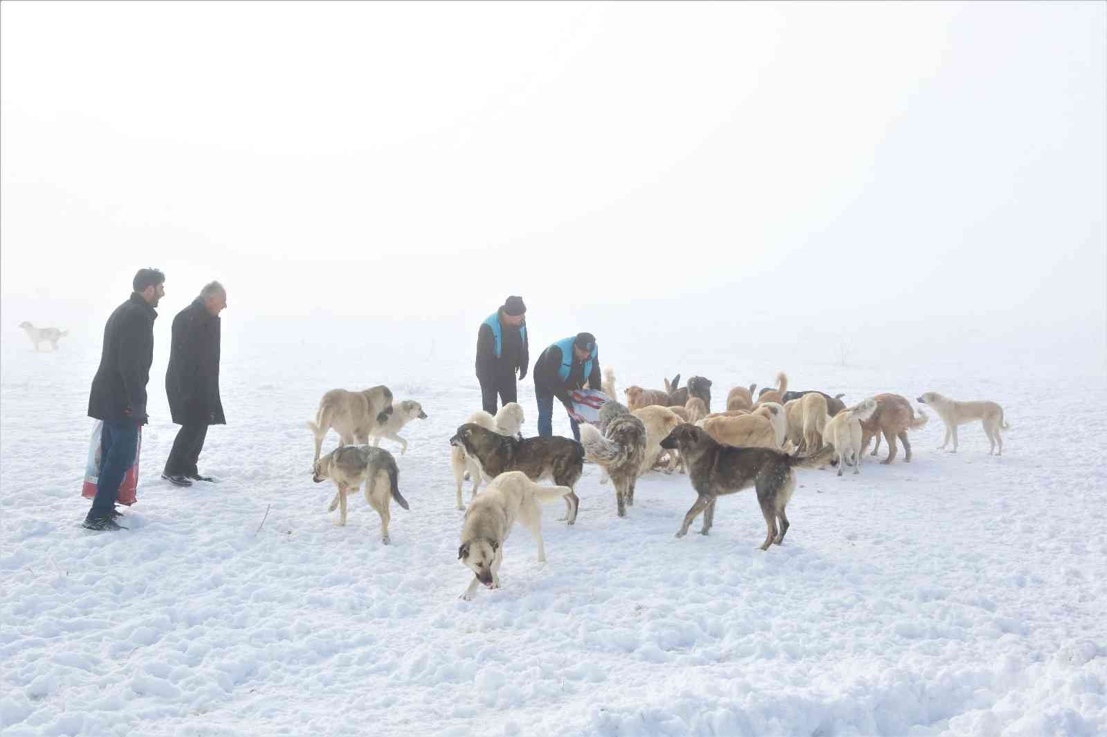 Tuşba Belediyesi sokak hayvanları için seferber oldu