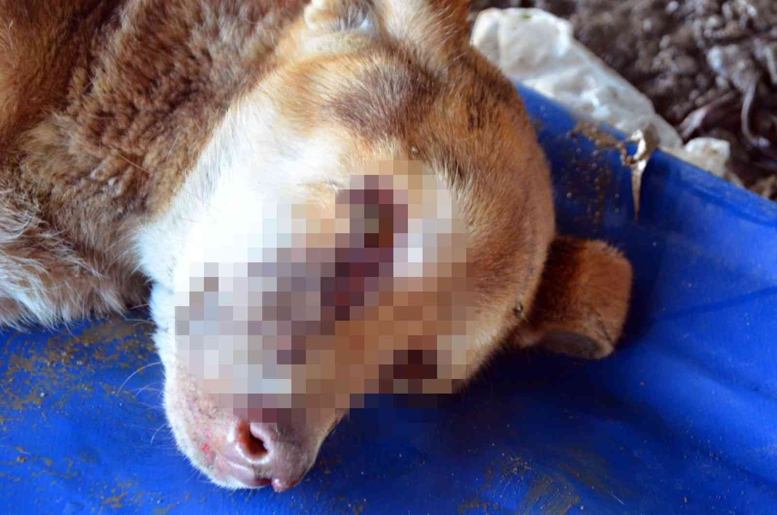 Zonguldak’ta gözleri oyulmuş sokak köpeği bulundu