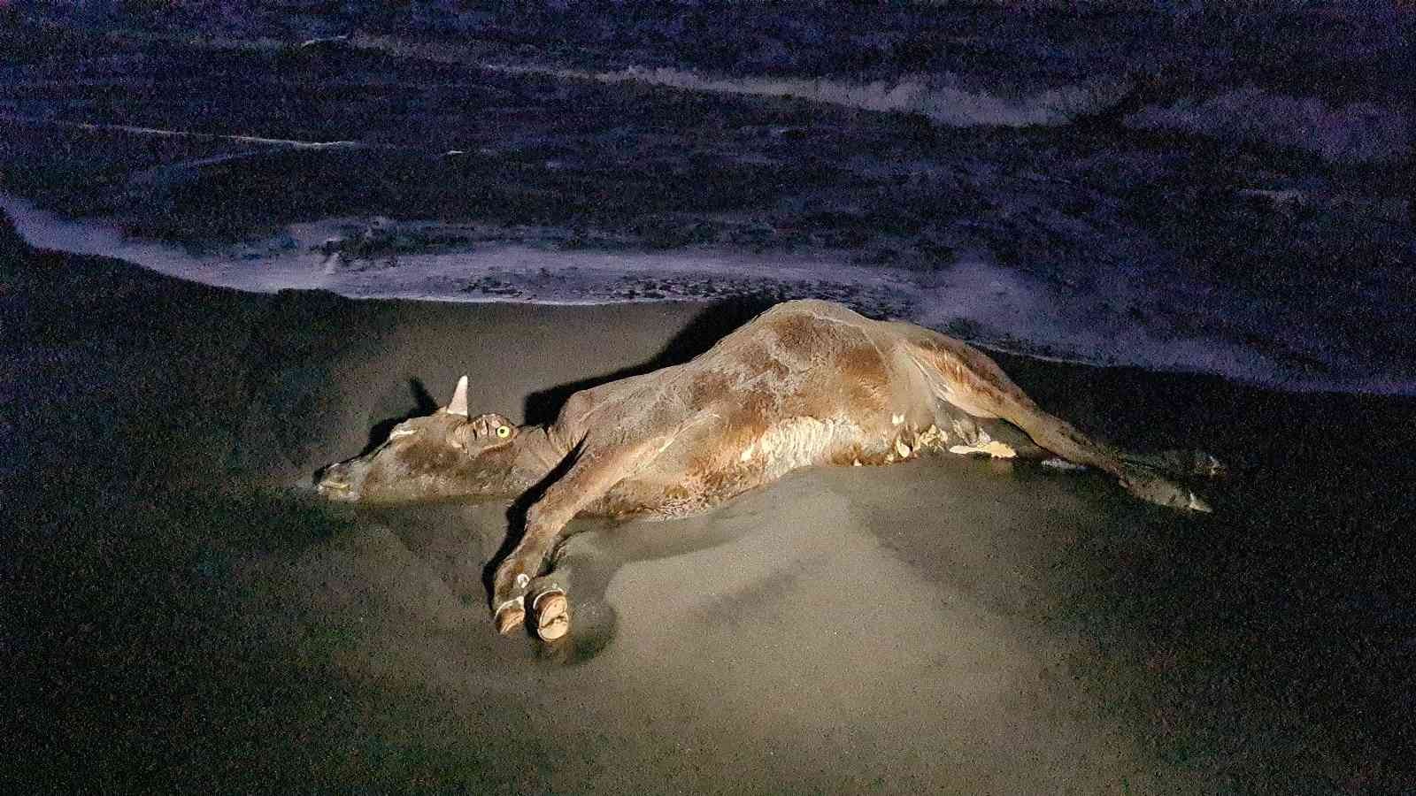 Zonguldak’ta sahile vuran ölü inek şaşkına çevirdi