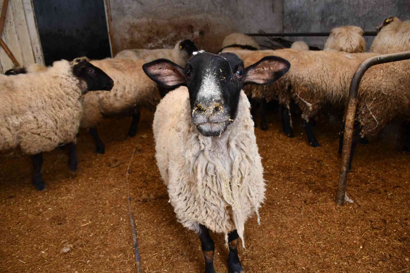 Artvin’de desteklenen yerel ırk koyunlar kuzulamaya başladı