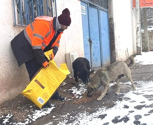 Bandırma Belediyesi sokak hayvanlarını unutmadı