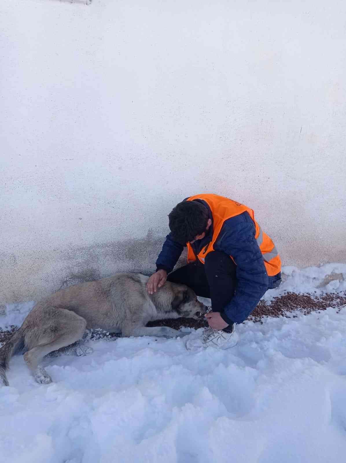 Belediye sokak hayvanlarını unutmadı