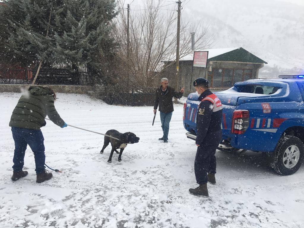 Bingöl’de başıboş gezen Pitbull cinsi köpek, yakalanarak barınağa götürüldü