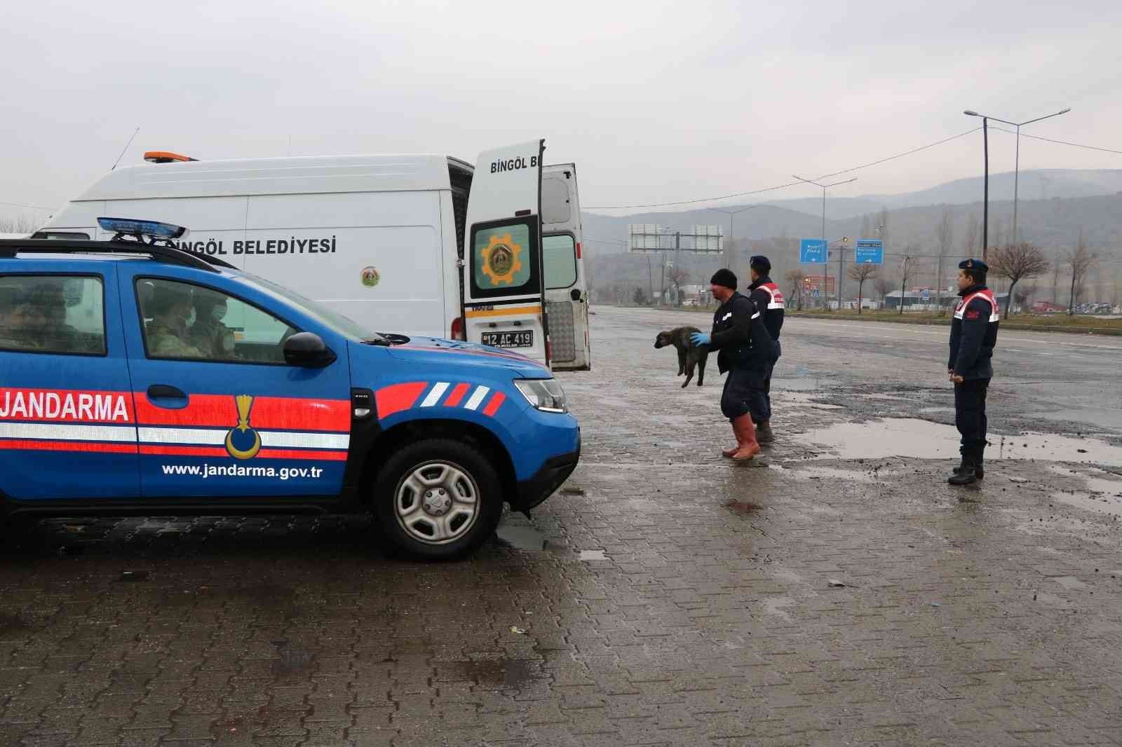 Bingöl’de trafikte risk oluşturan sahipsiz hayvanlar, barınağa teslim edildi