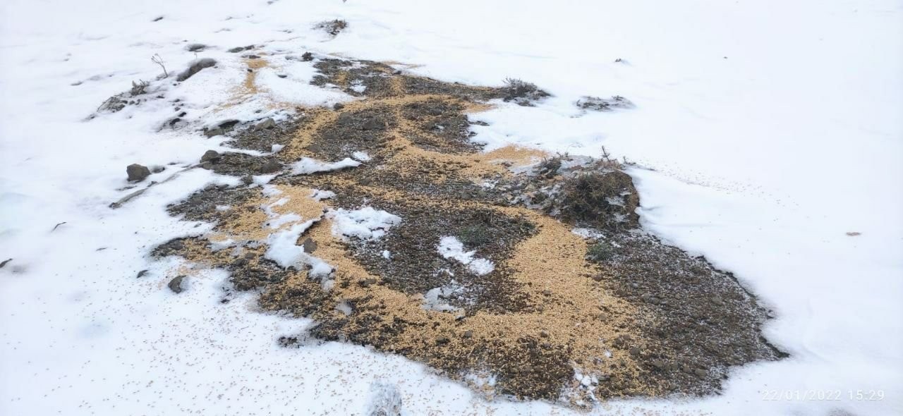 Bingöl’de yaban hayvanları için doğaya yem bırakıldı