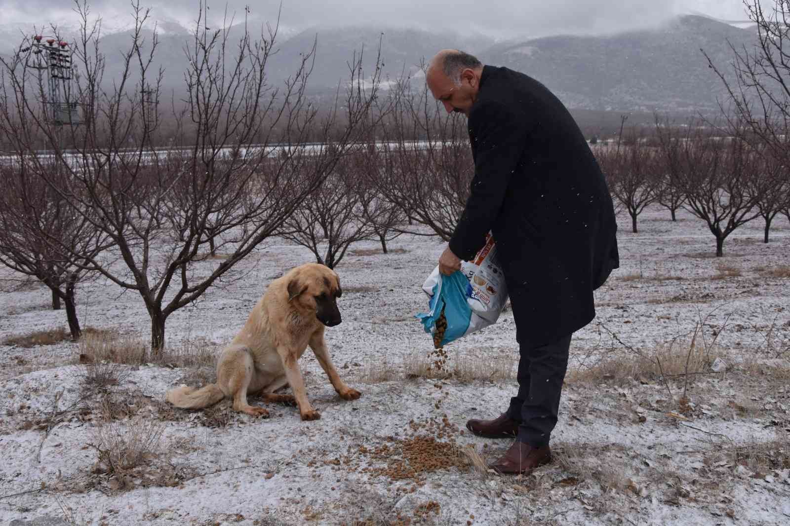 Doğanşehir’de sokak hayvanlarını unutmadı