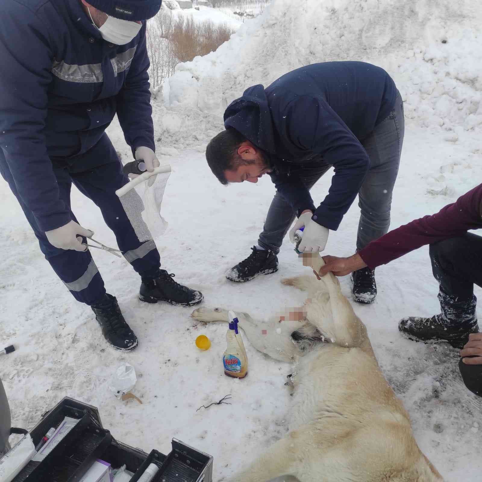 Elektrik telleriyle bağlanarak ölüme terk edilen köpekleri belediye ekipleri kurtardı